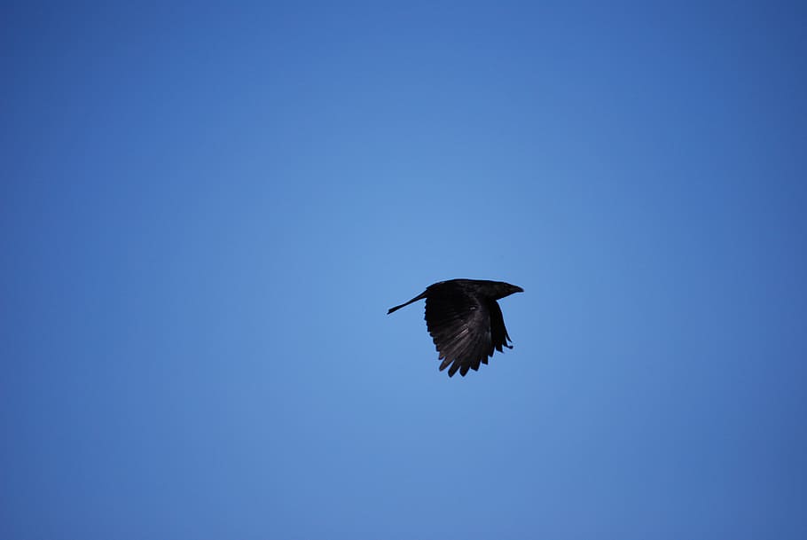 Raven, Bird, Black, Crow, birds, black, crow, carrion crow, dig, sky, blue