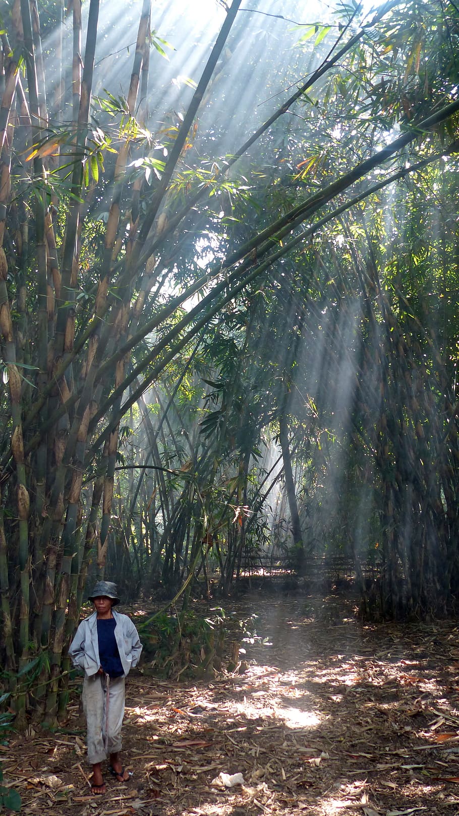 indonesia, java, bali, bamboo, sun, ray of sunshine, tree, plant, forest, one person