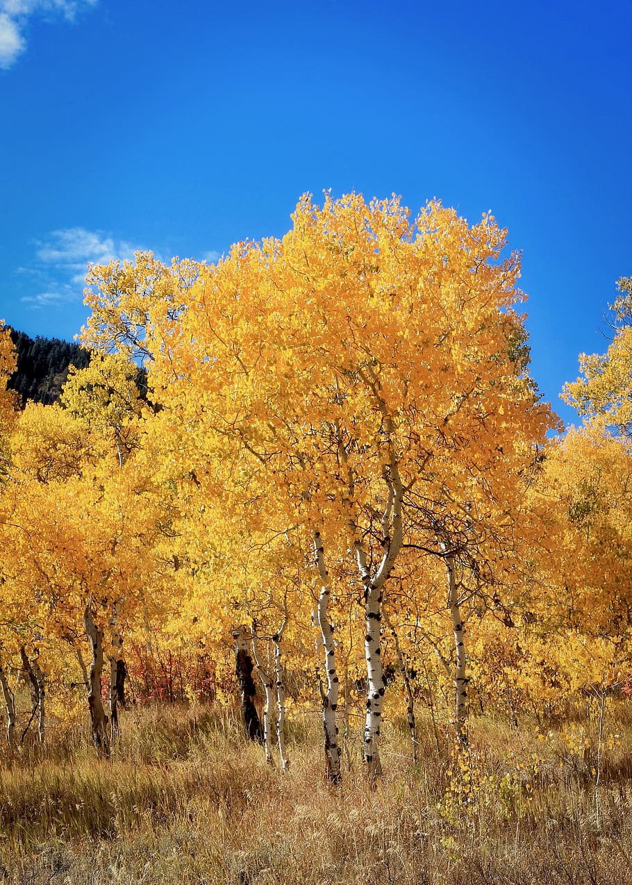 autumn, golden, bright, leaves, aspen, nature, colorful, october, tree, plant