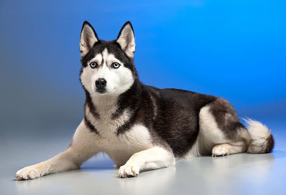 seletiva, fotografia de foco, preto, siberiano, husky, cachorro, cão de trenó, animal, cão jovem, animais de estimação