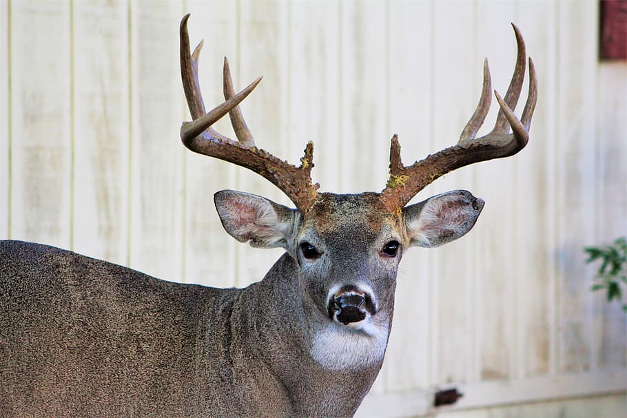 deer, buck, bucks, animal, wildlife, mammal, wild, antlers, outdoors, reindeer