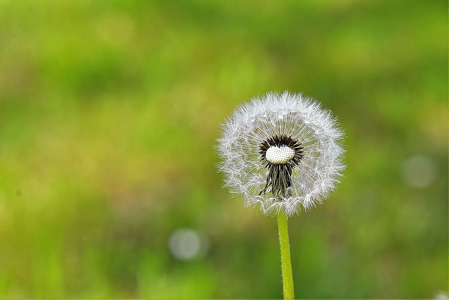 selective, focus photography, dandelion, close, flying seeds, pointed flower, flower, flowering plant, freshness, plant