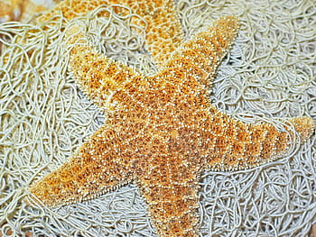 61.000+ Decoraciones Estrellas De Mar Fotografías de stock, fotos