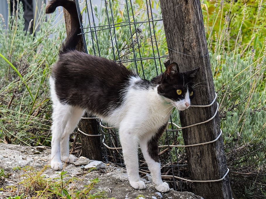 cat, stray, animal, cute, kitty, nature, outdoors, hunting, countryside, greece