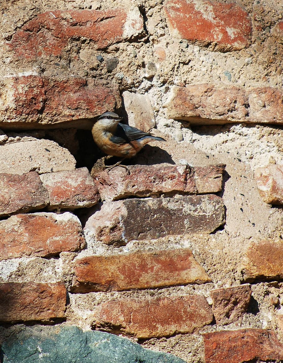 bird, bricks, mortar, feather, wing, old masonry, plumage, nature, bricks and mortar, eye