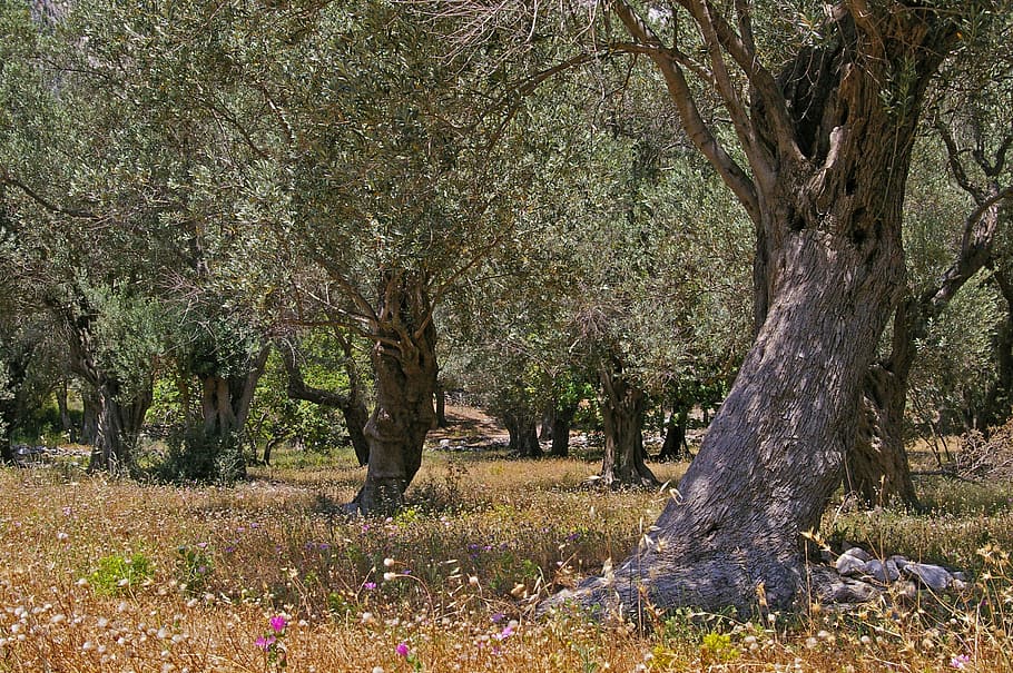 Old, Olive Tree, Log, Wood, olive trees, olives, tree, plantation, eat, food