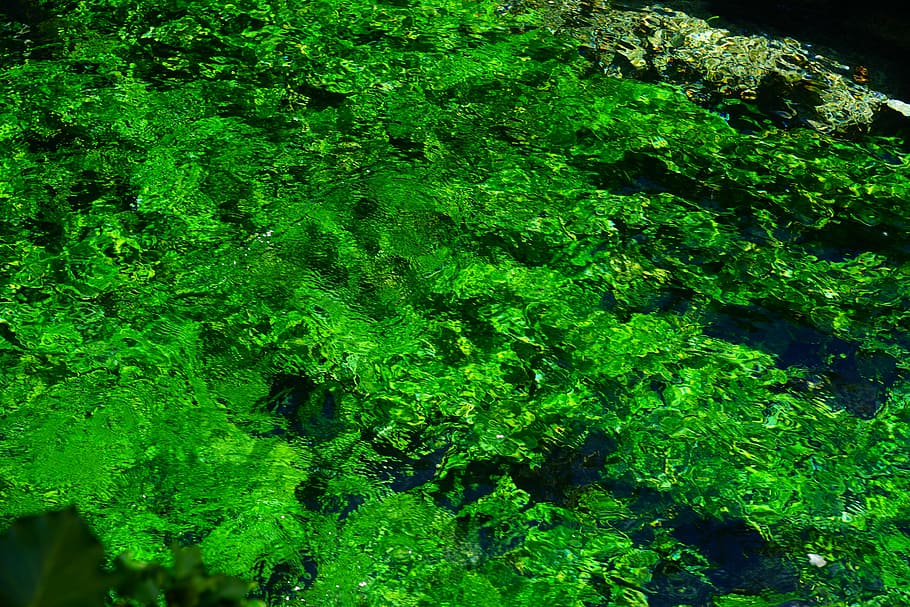 green algae plant, aquatic plants, green, growth, water, bach, clear, strudel, stream, flow