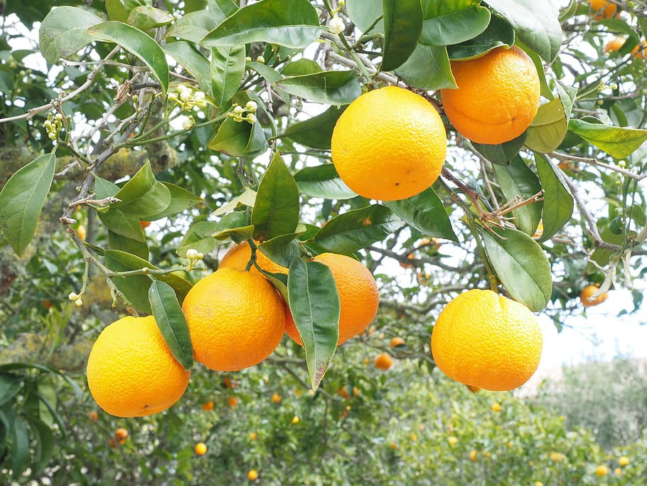 オレンジ 果物 オレンジの木 柑橘系の果物 木 ツルニチニチソウ 柑橘類 ダイヤモンドグリーン ミカン科 柑橘類の木 Pxfuel