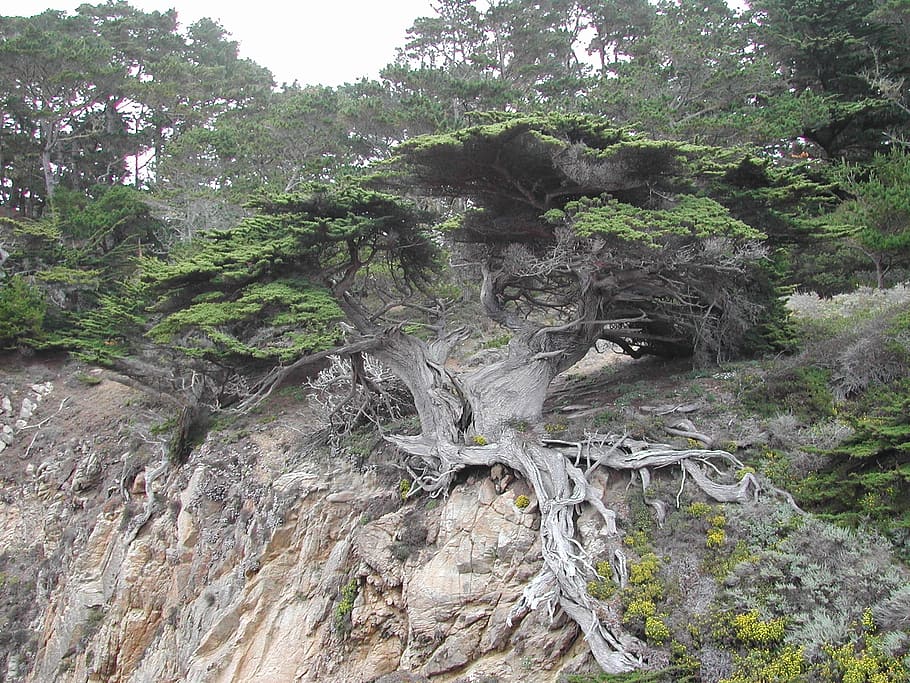 tree, rocky, mountain, monterey, coast, weird, exposed, roots, rocks, coastline