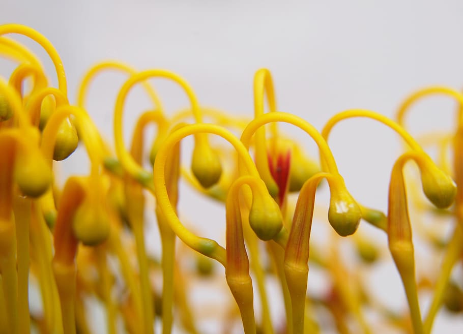 macro, close up, native, flower, australia, yellow, grevillea, close-up, selective focus, growth