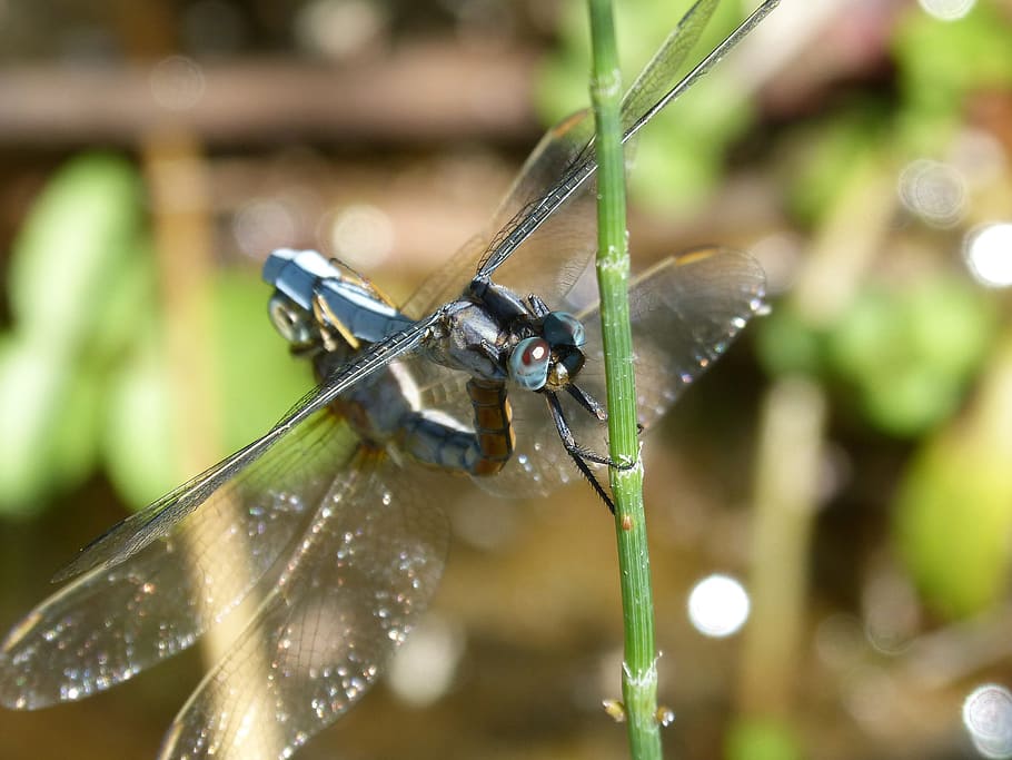 Libélula, azul, pareja, libélula azul, reproducción, apareamiento de insectos, apareamiento, insecto volador, rama, orthetrum coerulescens