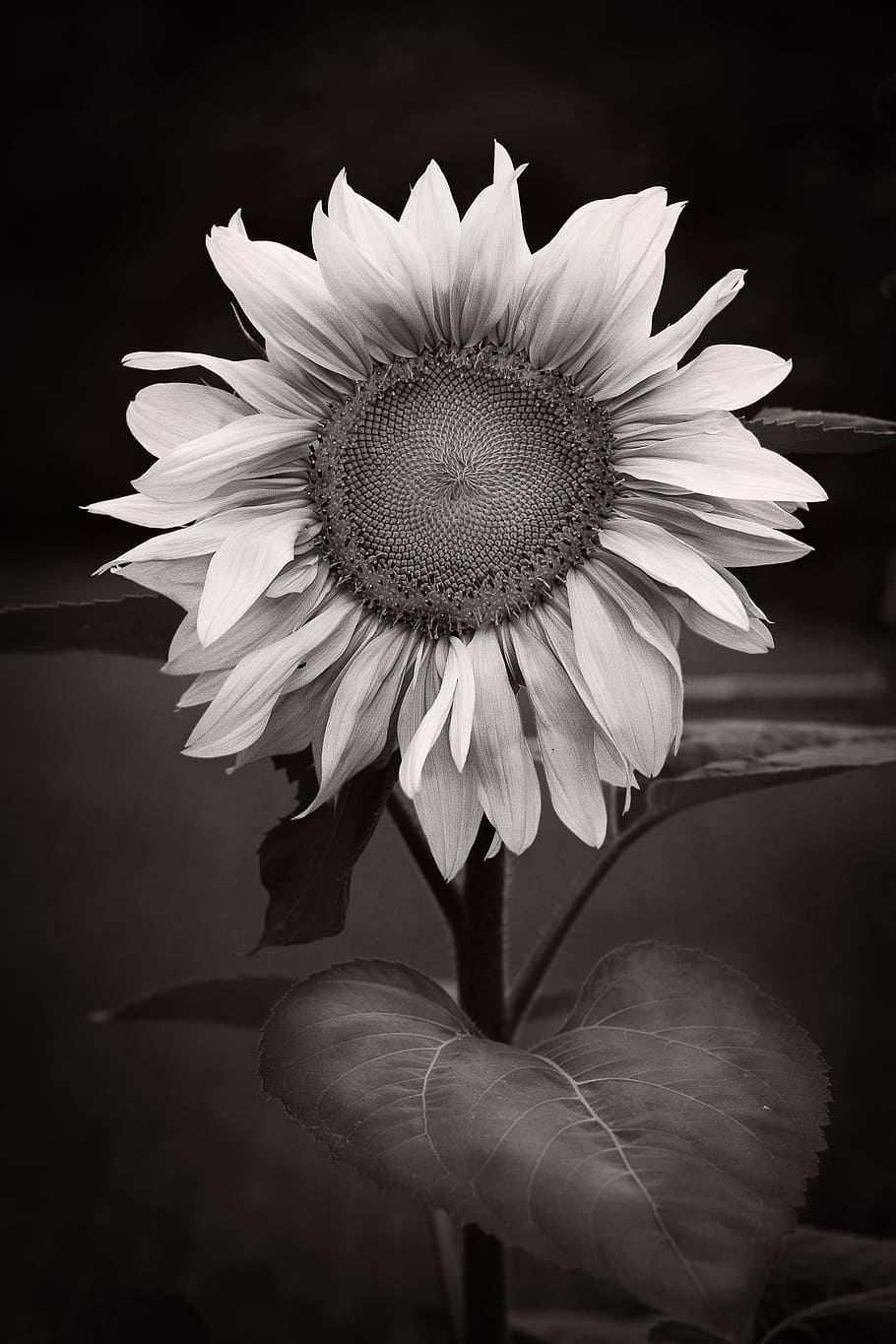 bunga matahari, abstrak, hitam putih, bunga, daun bunga, kerapuhan, kepala bunga, keindahan di alam, pertumbuhan, alam