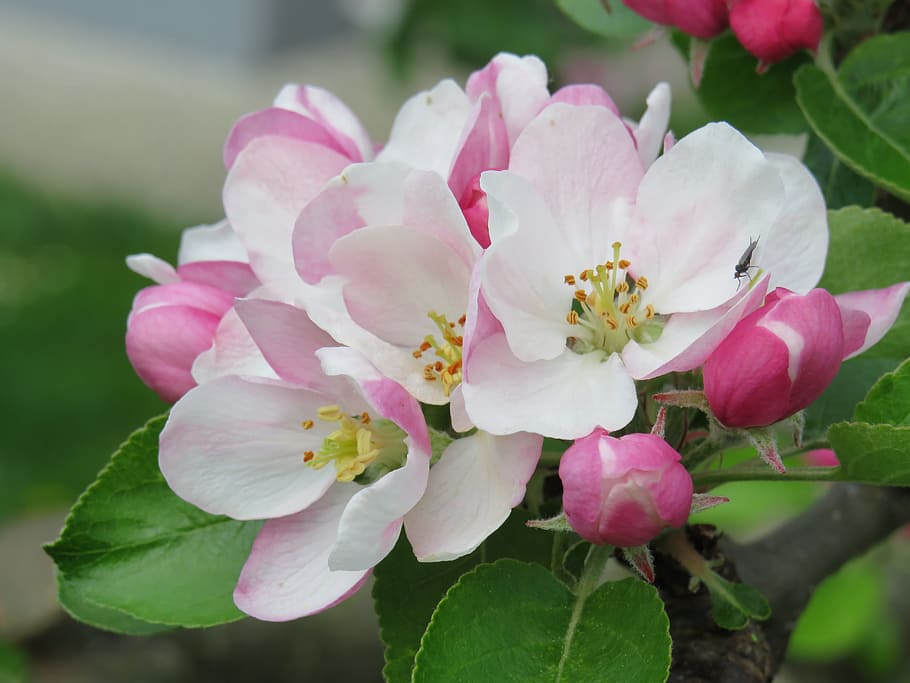 Flor de maçã, rosa, flor, macieira, natureza, cor rosa, pétala, frescura, close-up, planta de florescência