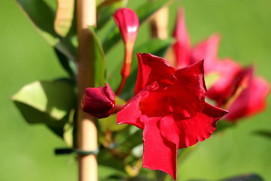 mandevilla, flor, florecer, rojo, flor de embudo, en forma de trompeta,  planta trepadora, cultivo, planta de jardín, aterciopelado | Pxfuel