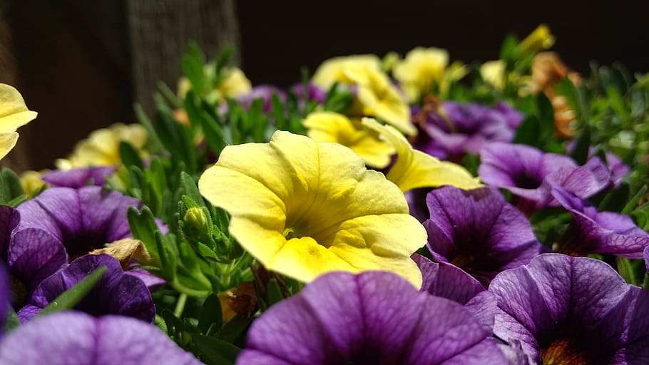 ペチュニア, 花, 紫, 黄色, 春, ガーデニング, 花柄, 成長する, 明るい, 夏