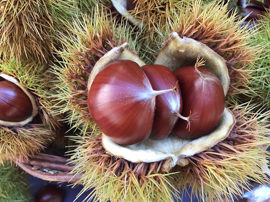 Chestnut, Fruits, Shiny, autumn, nutrition, food, chestnut - Food, nature, close-up, nut - Food
