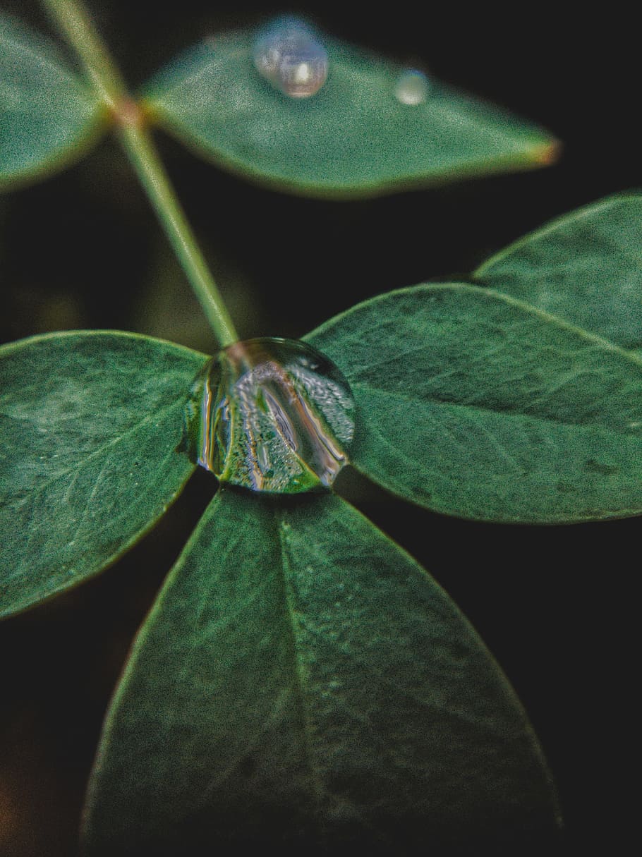 leaf, nature, droplet, wow, essential oils, green, plant part, close-up, plant, green color