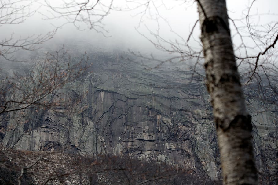 tree, branches, misty, clouds, monochromatic, landscape, nature, weather, cliff, rocky