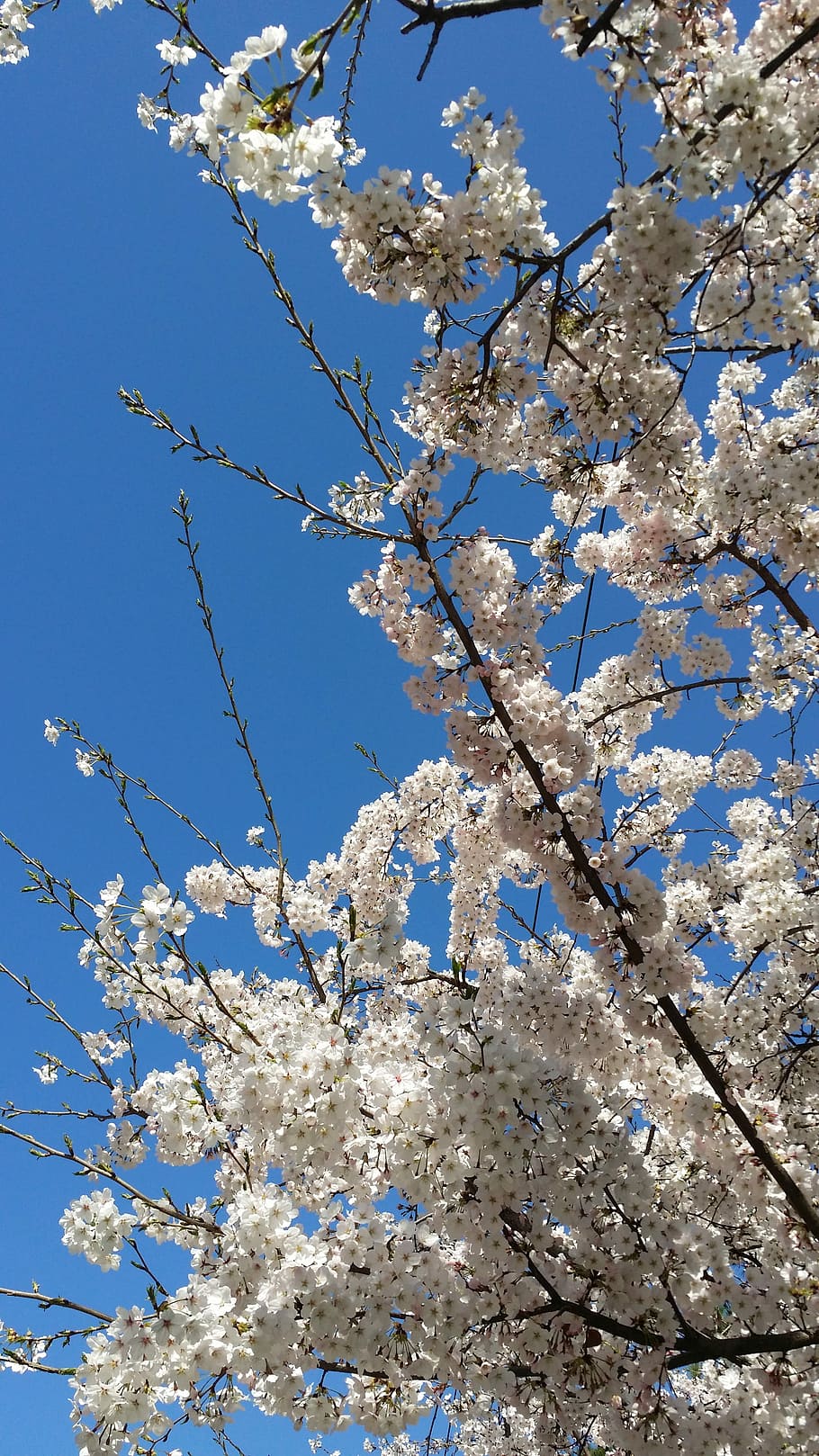 Bunga sakura, pohon ceri, pohon, musim semi, bunga musim semi, sakura, langit biru, cabang, alam, bunga