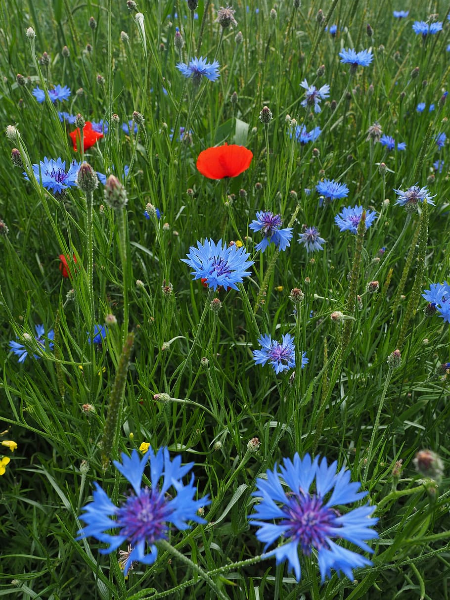 васильки, kornblumenfeld, цветок, цветы, синий, пурпурный, фиолетовый,  Centaurea cyanus, zyane, василек | Pxfuel