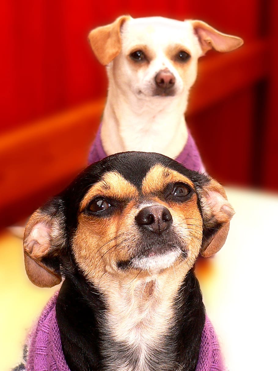 closeup, view, two, adult, smooth, chihuahuas, dogs, animals, domestic, pet