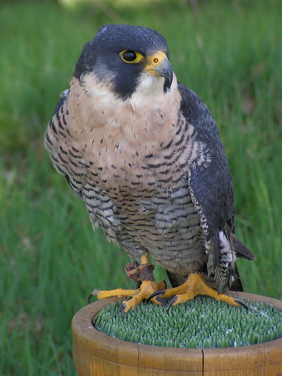 peregrine falcon, falco peregrinus, falcon, falconry, predator, sitting, breeding raptors, portrait, animal themes, bird