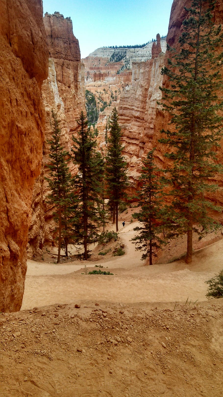 Bryce Canyon, Trees, Fir, Rock Formation, erosion, utah, sandstone, rock - object, nature, mountain