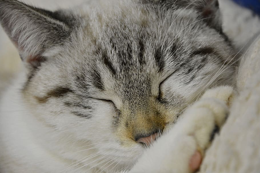 灰色, 白, 猫, 嘘, 織物, 猫の眠り, 若い猫, 睡眠, かわいい, 動物