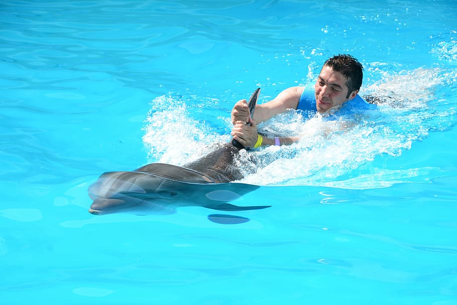 oceanic dolphins, dolphins, marine life, fish in water, oceanic, fish, mammals, show, dolphinarium, swimming