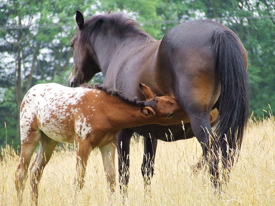 black, brown, horse, field, horses, wheat fields, mare, maternity, foal, animal