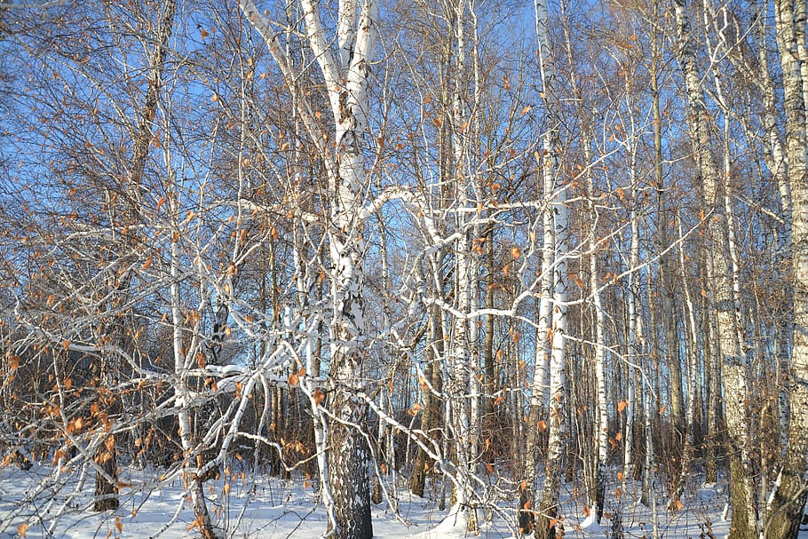 Birch, Forest, Nature, Trees, living nature, trunk, frost, branch, white, curves