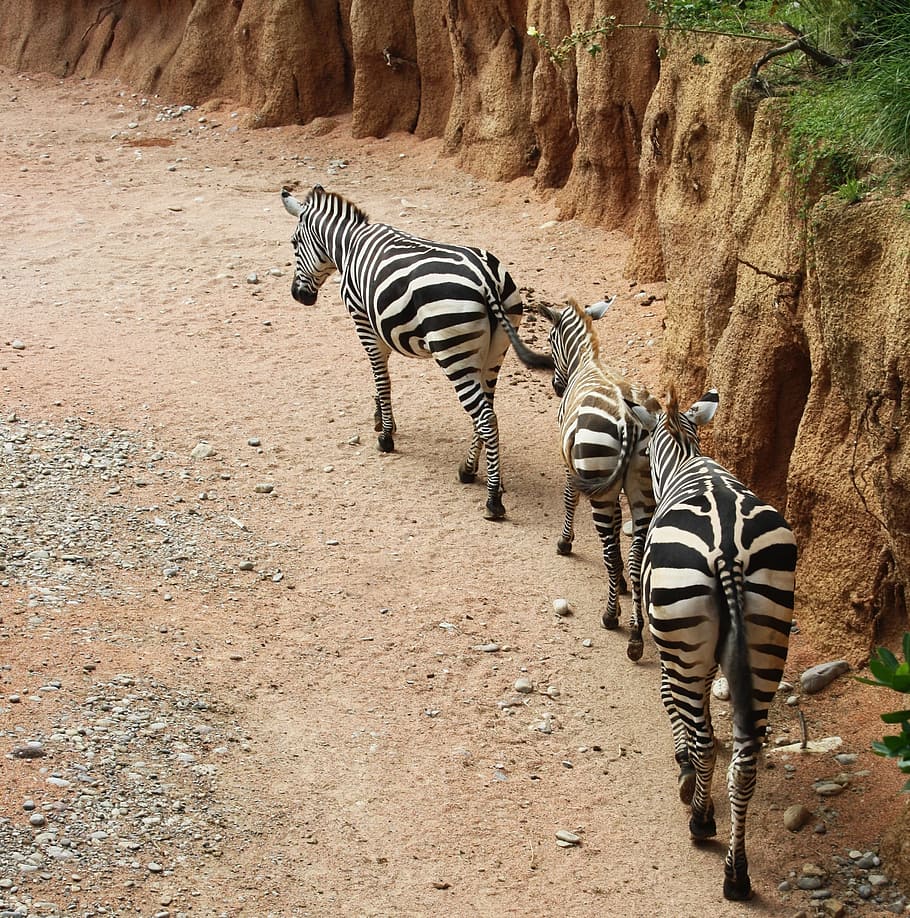 Zebras, Zebra, Strips, Row, Nature, animal, animals, park, natural park, zoo