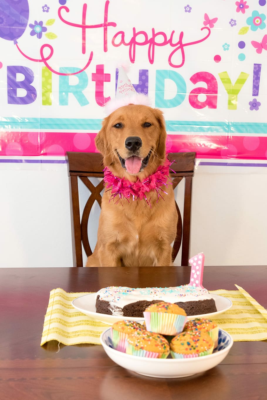 fotografia, marrom, cachorro, bolos, cachorro marrom, cão de aniversário, cachorro sorridente, animais de estimação, um animal, olhando para a câmera