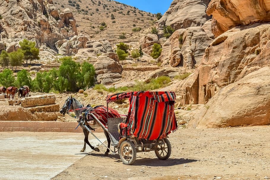 coach, carriage, al siq canyon, horse, transport, wagon, transportation, desert, travel, tourism