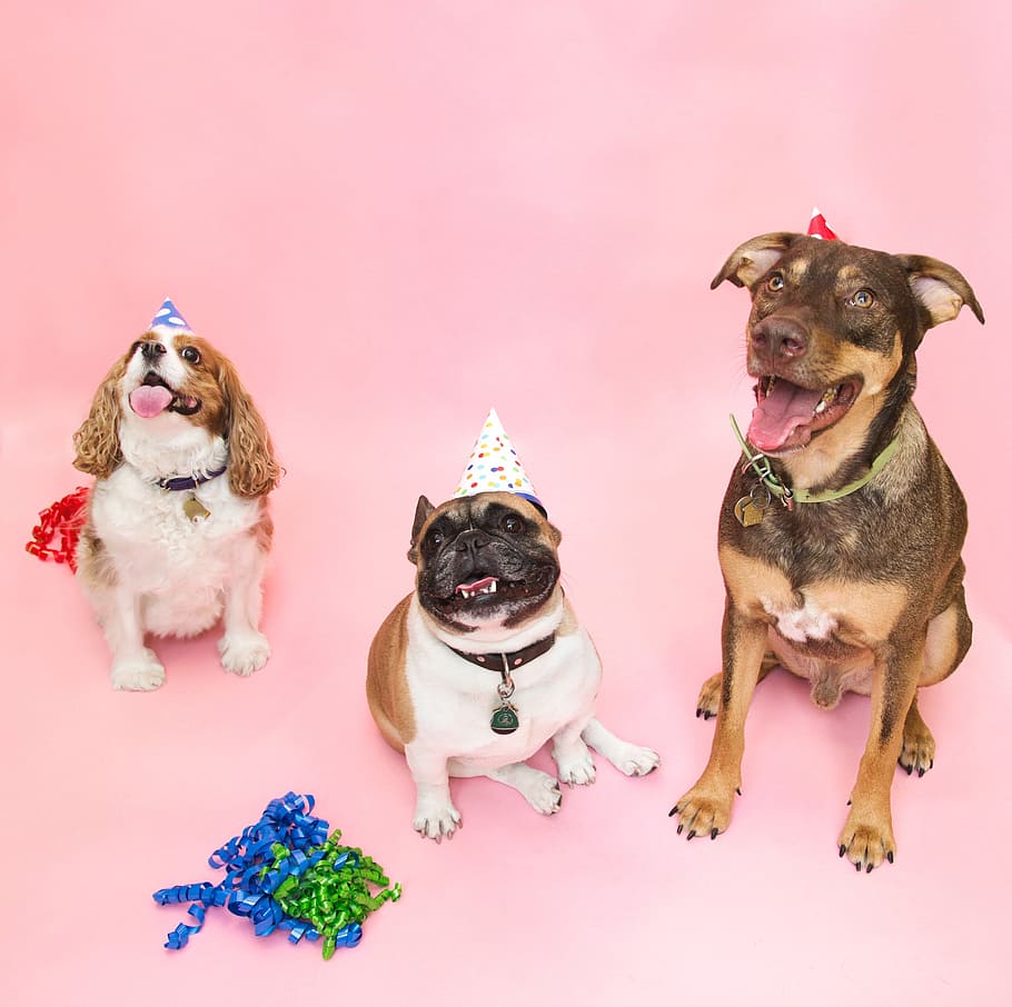 party, dogs, hats, dog, animal themes, canine, animal, one animal, pets, domestic animals