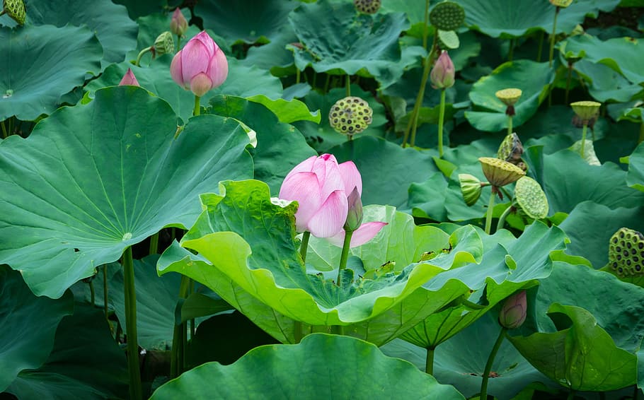 merah muda, bunga lotus, kolam, lotus blossom, lotus, lily air, kuncup, tanaman air, mekar, flora