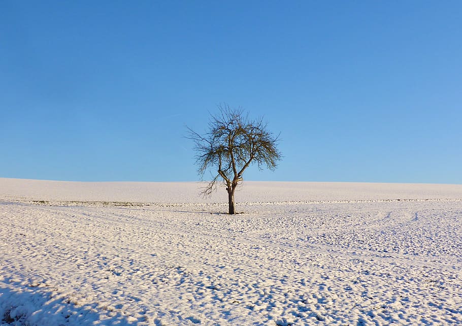 winter, landscape, snow, wintry, nature, cold, snow landscape, tree, clear sky, land