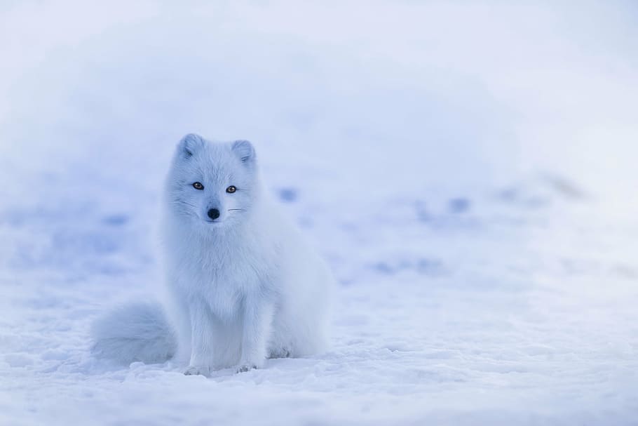 white fox, iceland, arctic fox, animal, wildlife, cute, winter, snow, landscape, nature
