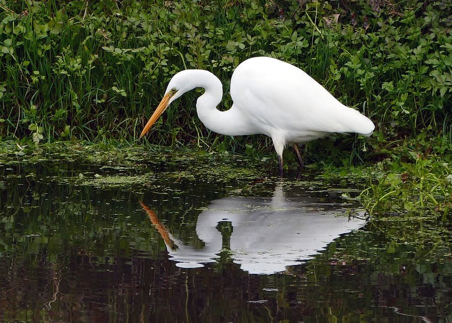 White, heron, Egretta, alba, white bird during daytime, bird, lake, animals in the wild, water, animal themes