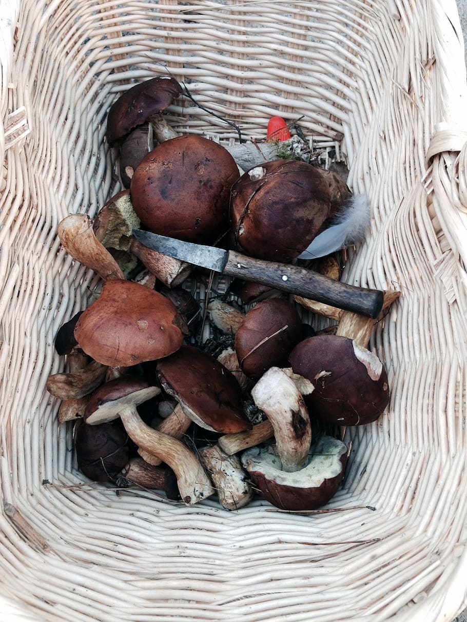 mushrooms, chestnuts, autumn, forest mushrooms, basket, rac, food, food and drink, container, wellbeing