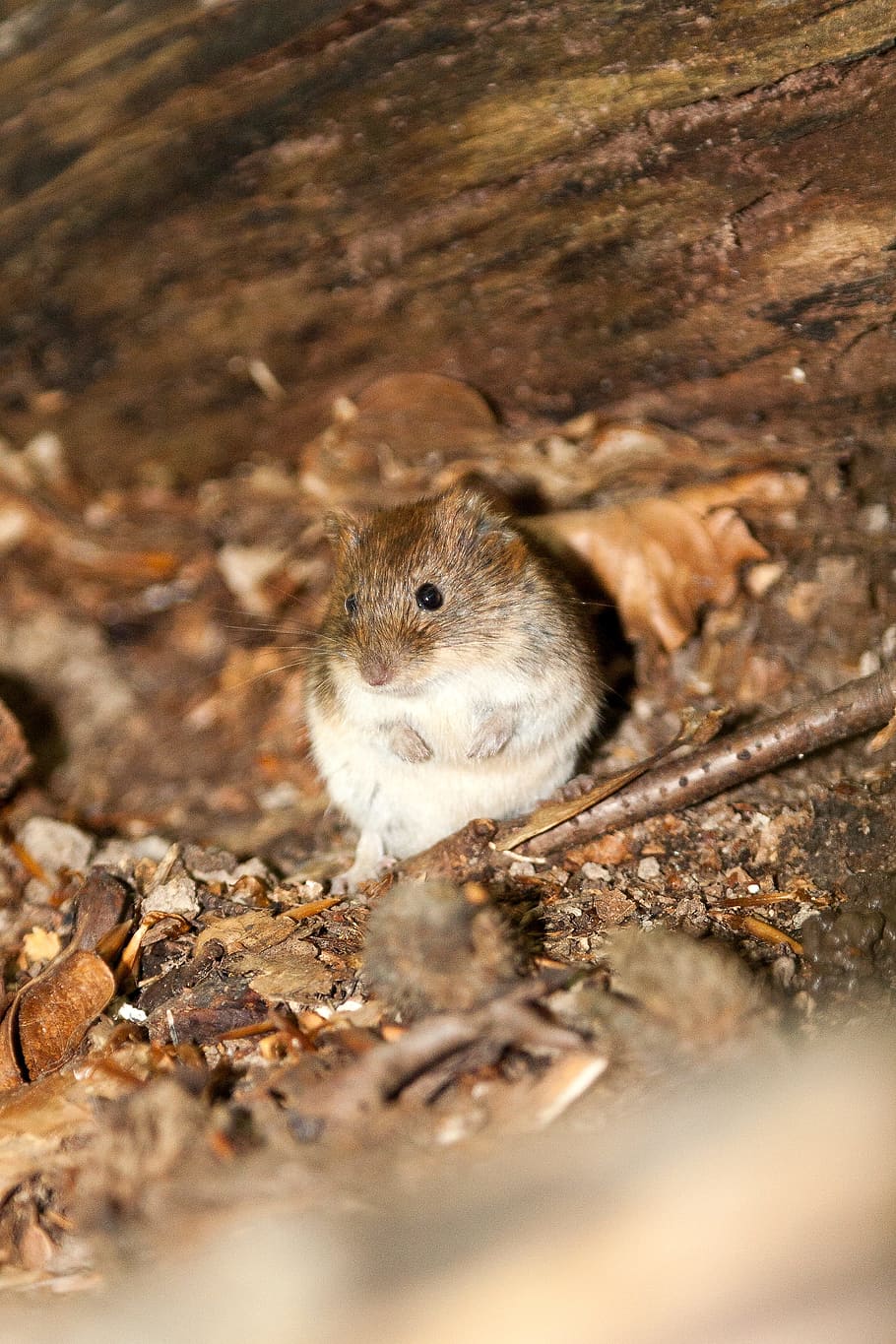 wood mouse, mouse, nature, animal, animal world, wild, mammal, fauna, rodent, forest