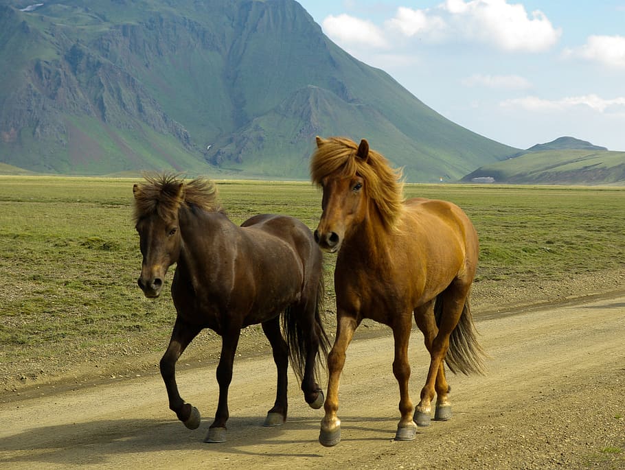 black, brown, horses, iceland, landmannalaugar, horse, animal, nature, mammal, outdoors