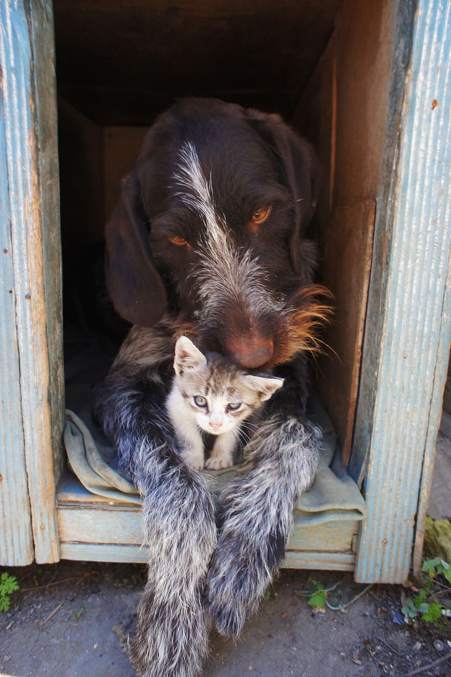 adult german, wire-haired, pointer, doghouse, dog and cat, animals, dog, kitten, humanity, man's best friend