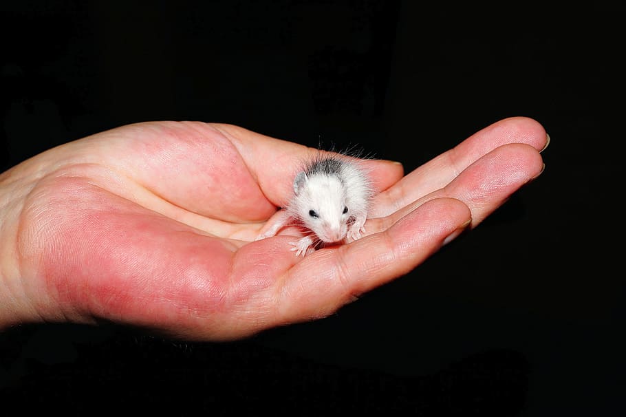 Mouse, Small, Mastomys, young, baby, helpless, trust, new born, animal, rodent