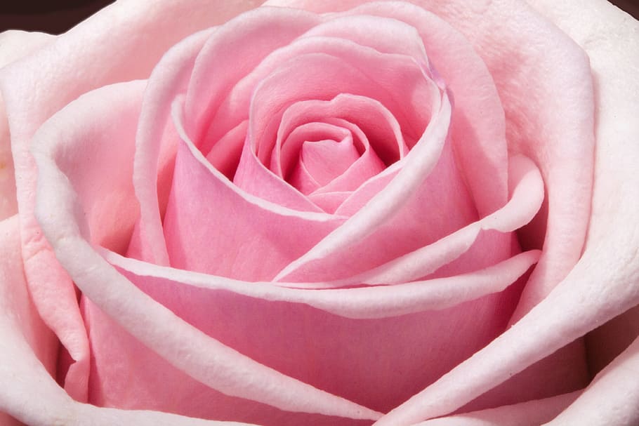 pink, rose, flower, close, photography, composites, flowers, spring, summer, nature