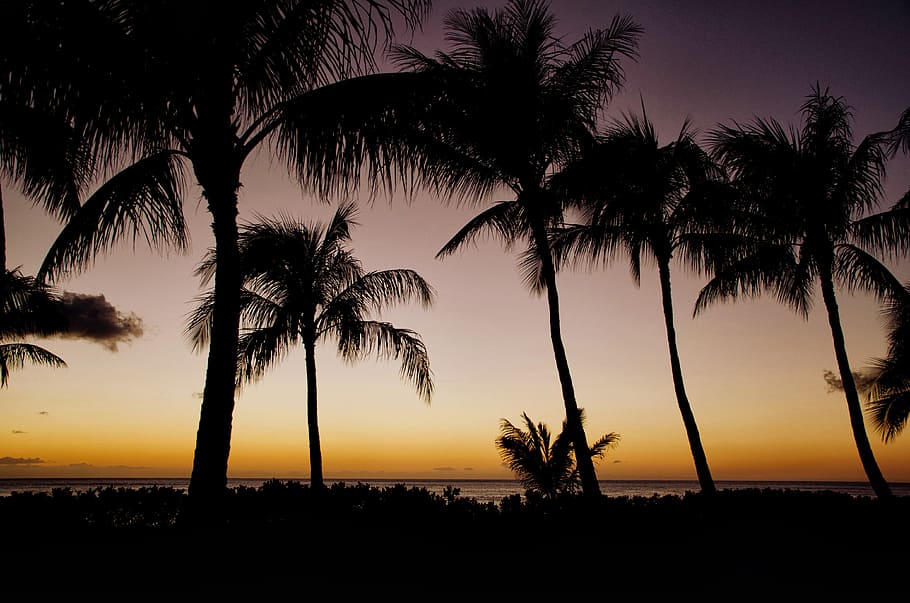 日没 ハワイ 太陽 ヤシ ヤシの木 木 地平線 設定 シルエット 自然 Pxfuel
