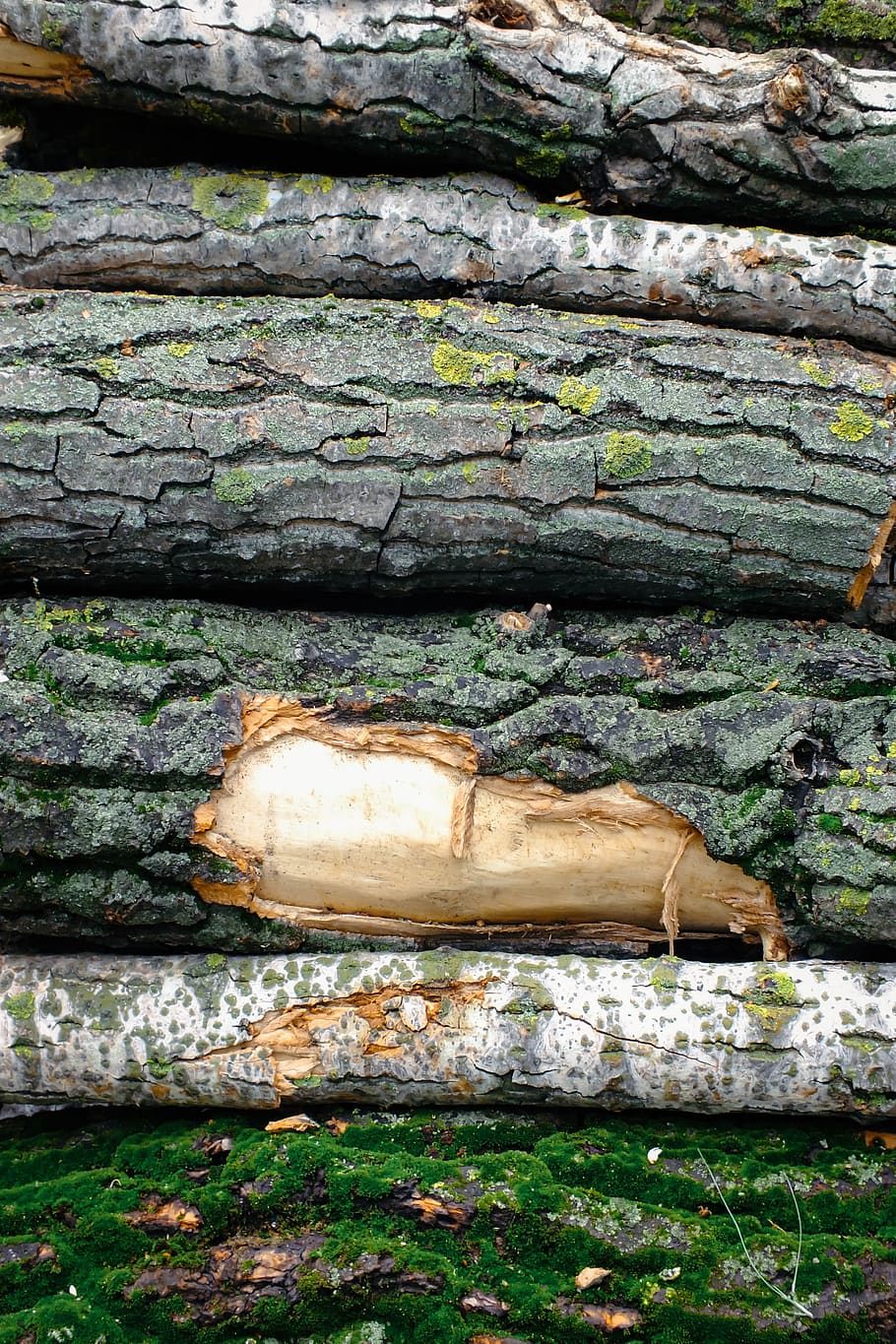 pile, trunk, bark, stumps, brown, logs, cut, detail, felled, firewood