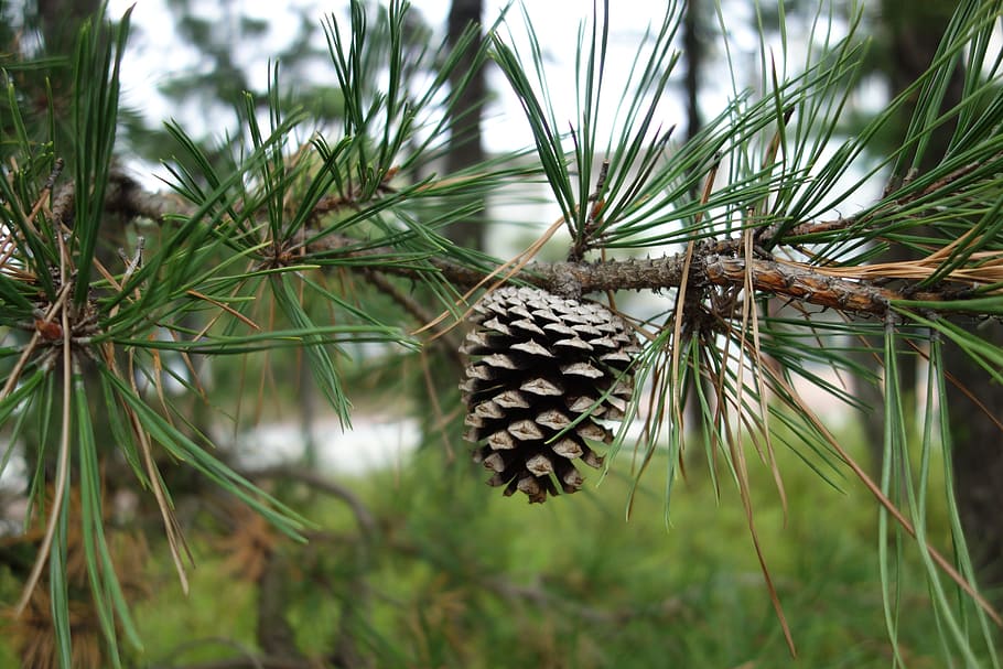 pine-cone-pine-wood.jpg