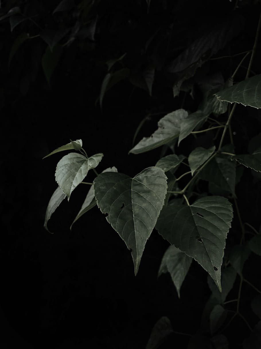 green plant, leaves, green, plant, garden, dark, nature, leaf, plant part, growth