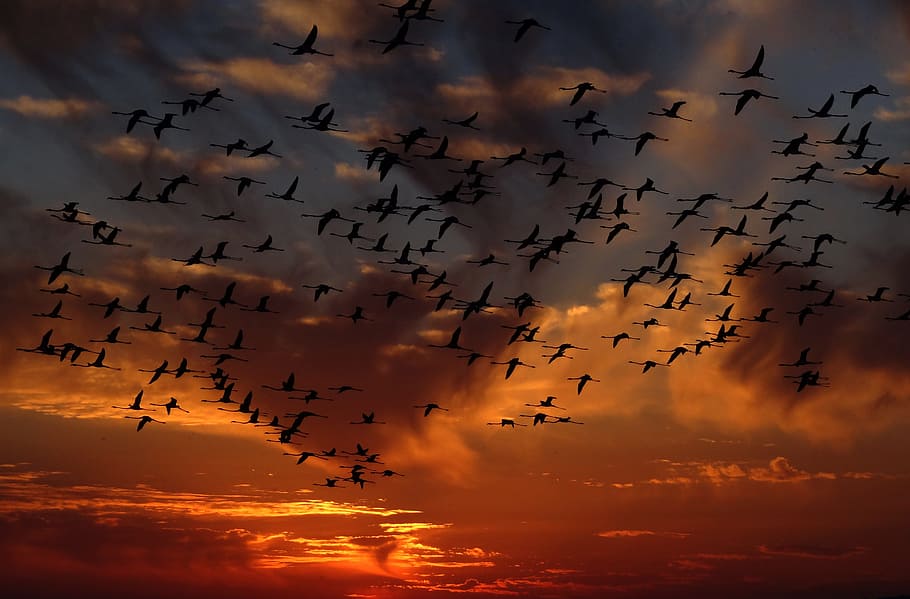 kawanan, burung, penerbangan, matahari terbenam, flamingo, segerombolan, alam, terbang, sekelompok besar hewan, awan - langit